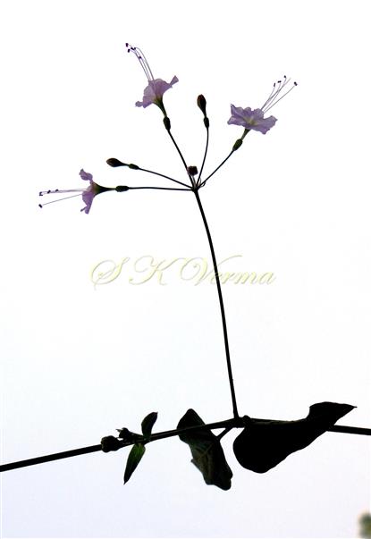  Inflorescence (Umbel)